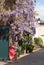 Woman in red dress photographing wisteria vine with stunning purple flowering blooms, in Kynance Mews, Kensington London UK