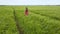 A woman in red dress walking in green wheat field.