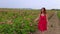 Woman in red dress walks in the blossoming rose garden