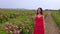 Woman in red dress walks in the blossoming rose garden