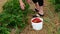 Woman in red hat carefully chooses and picks fresh strawberries from living strawberry plants.