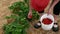 Woman in red hat picks fresh strawberries from living strawberry plants.