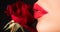 Woman with red rose, macro, on black background. Lips with lipstick closeup. Beautiful woman lips with rose.