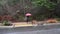 Woman with red umbrella walking on a rainy winter day, residential street and sidewalk access ramp with rainwater flooding down st