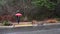 Woman with red umbrella walking on a rainy winter day, residential street and sidewalk access ramp with rainwater flooding down st