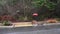 Woman with red umbrella walking on a rainy winter day, residential street and sidewalk access ramp with rainwater flooding down st