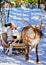 Woman while reindeer sled ride in winter Rovaniemi reflex