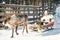 Woman in Reindeer sledding Finland in Lapland in winter