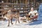 Woman while reindeer sledge ride in winter Rovaniemi