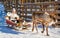 Woman while reindeer sledge ride in winter Rovaniemi reflex