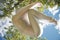 Woman relaxing andpracticing antigravity yoga at the tree