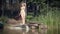 Woman relaxing on the lake, standing on the edge of a wooden pier