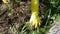 Woman remove weeds from the garden, close up