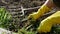 Woman remove weeds from the garden, close up