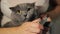 Woman removes claws gray cat British breed