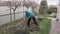 A woman removes fallen leaves in the fall. Gardening in the fall season. Cleaning the lawn from leaves. Autumn work in