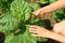 woman removes side shoots on tobacco