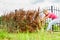 Woman removing dried thuja tree from backyard