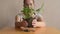 Woman removing sprout from the table