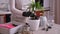 Woman replanting Dracaena house plant at home