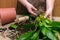 Woman replanting green plant into new pot at home. Relocating house flower with ground. Springtime rustic background