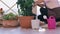 Woman replanting hibiscus plant into a new ceramic pot on the terrace