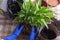 Woman replanting houseplant in a new plastic pot, the houseplant transplant