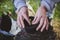 Woman replanting seedling of Pilea Peperomioides