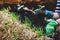 Woman replants courgette or zucchini plant