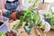 Woman replants purchased houseplant flower pelargonium in larger pot