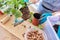 Woman replants purchased houseplant flower pelargonium in larger pot