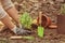 Woman repotting fresh mint outdoors