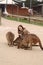 Woman at a reserve is playing with a kangaroo