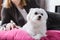 Woman rests with small thoroughbred maltese