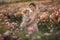 A woman in a retro dress with her daughter 5 years old walking in the spring in a field with roses