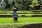 Woman in rice fields Bali