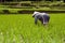 Woman in rice fields Bali