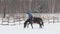 Woman rider on red horse riding on snow ring