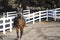 Woman Riding a Bay Horse