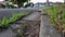 Woman riding a bicycle casually through a quiet uncongested suburban street