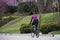 Woman riding bike in spring neighborhood with spandex riding gear and helmet down street with pink blooming trees - selective