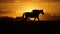 Woman riding horse on field during sunset