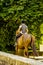 Woman riding a horse on the street, rural town, green plants