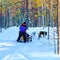 Woman riding husky sledge at Lapland in winter Finland reflex