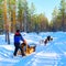 Woman riding husky sledge in Lapland in winter Finland reflex