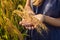 A woman and a ripe harvest of rice. Rice porridge, rice flakes,