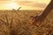 Woman in ripe wheat spikelets field, closeup