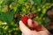 A woman rips raspberries out of a bush. Raspberry harvest in summer, the use of berries for human oragence.