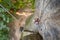 Woman rock climber is climbing on a rocky wall