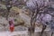 Woman in rural village in Pakistan walking on country road in spring season with field of blossoming trees